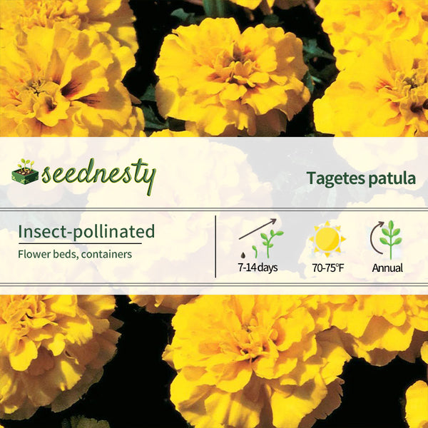 Janie Yellow Marigold Seeds