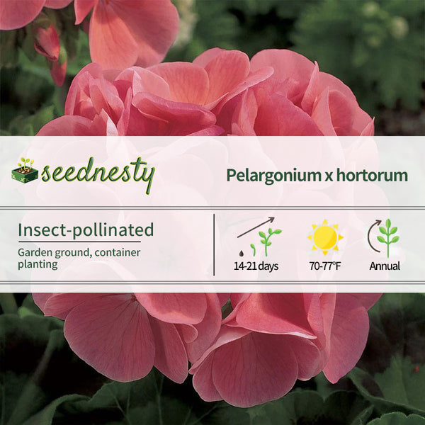 Maverick Salmon Hybrid Geranium Seeds