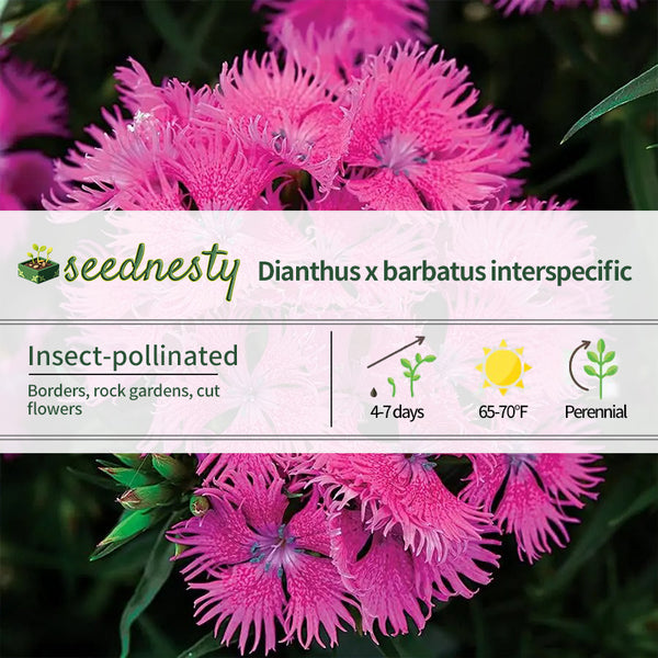 Rockin' Purple Dianthus Seeds