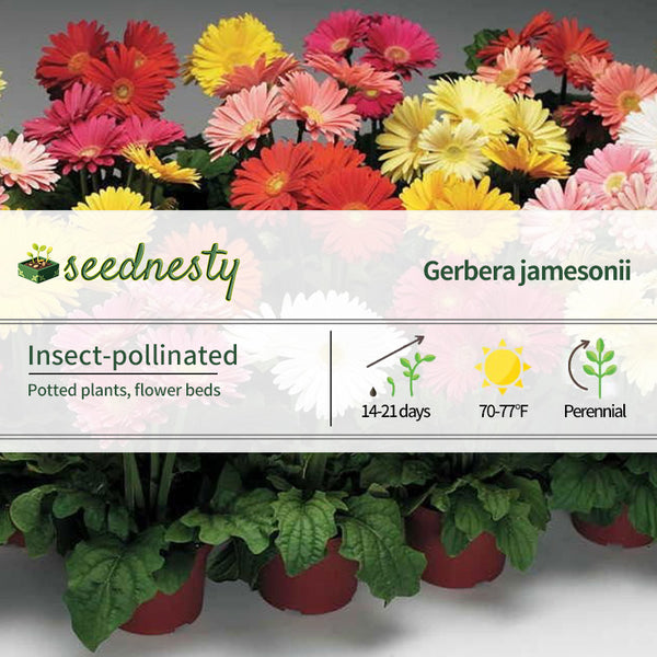 Jaguar Mix Gerbera Daisy Seeds