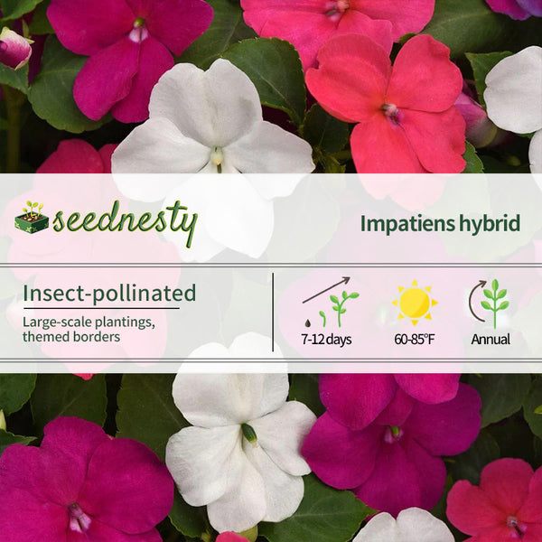 Beacon Portland Mixture Hybrid Impatiens Seeds