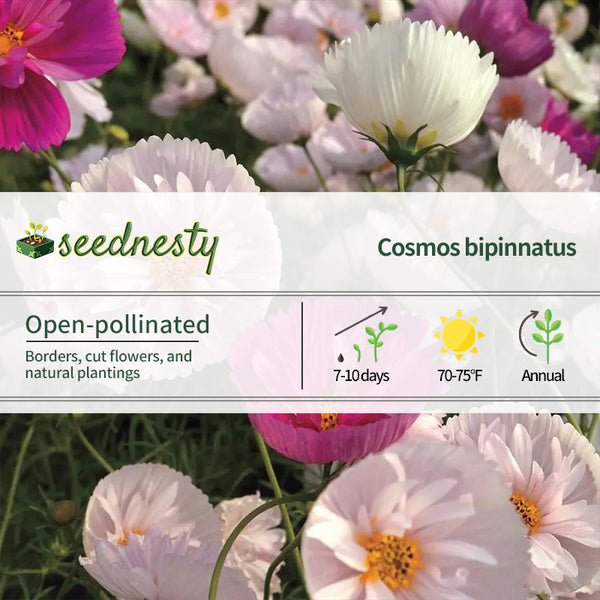 Cosmos bipinnatus 'Cupcakes and Saucers Mix' Seeds