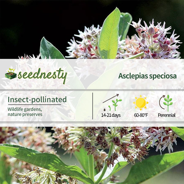 Showy Milkweed Seeds