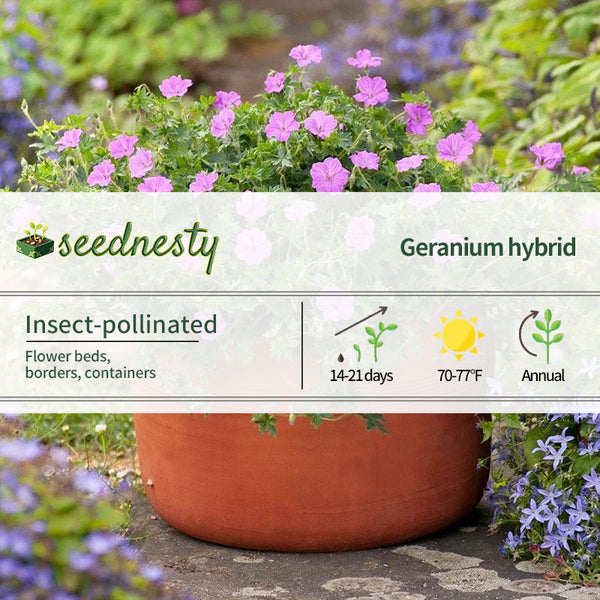 Geranium 'Blushing Turtle' Seeds