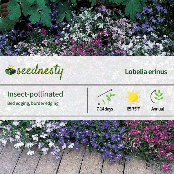 Riviera Mixture Lobelia Seeds