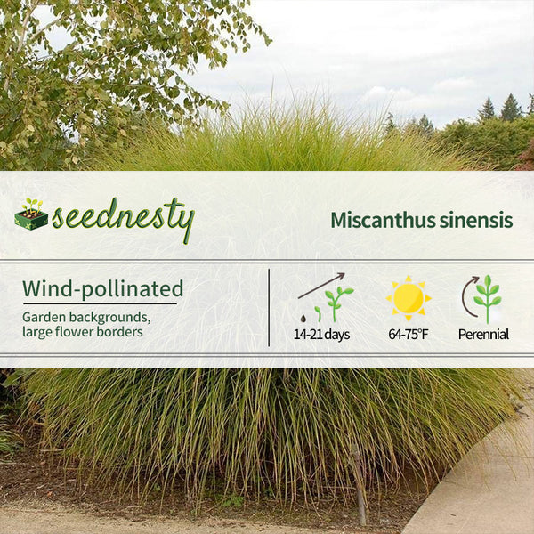 Miscanthus 'Gracillimus' Maiden Grass Seeds