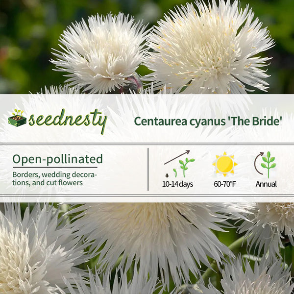 The Bride Cornflower Seeds