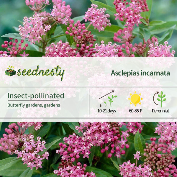 Asclepias 'Cinderella' Milkweed Seeds
