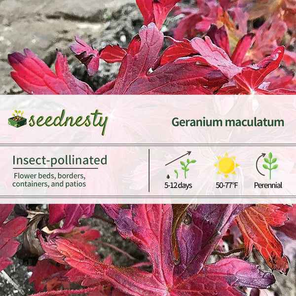 Geranium maculatum Crane Dance Seeds