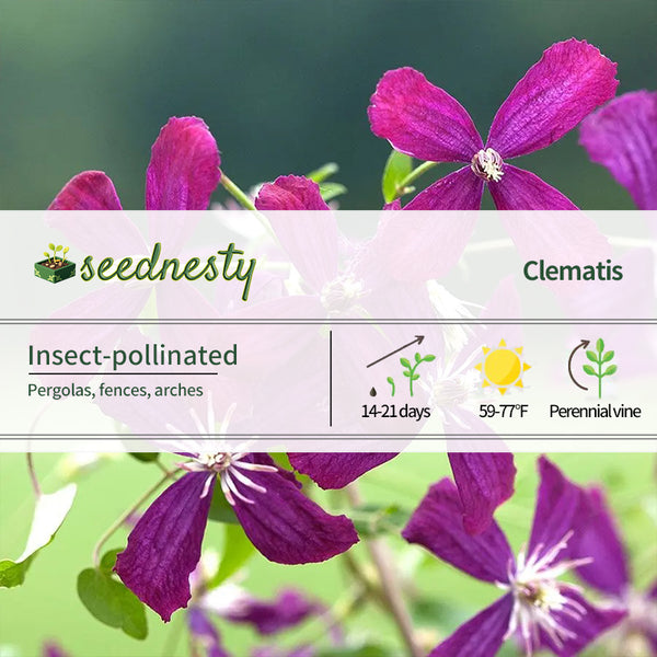 Sweet Summer Love Clematis Seeds