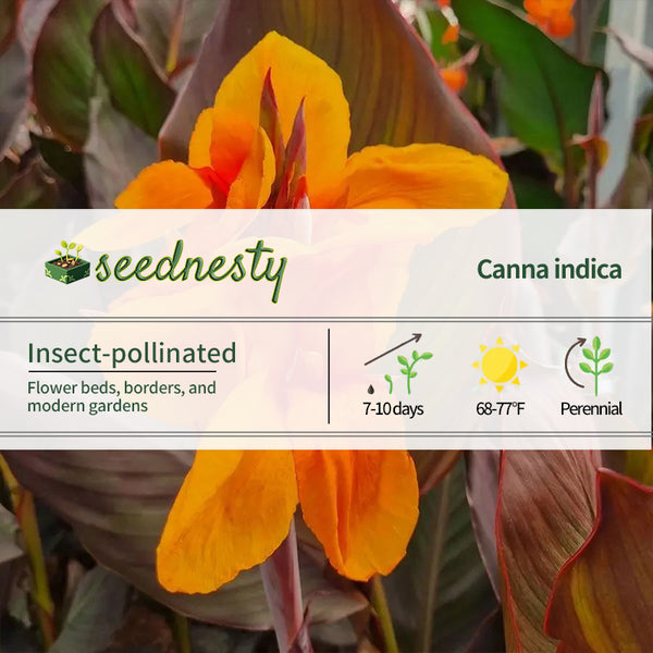 Canna Elite 'Orange Chocolate' Canna Lily Seeds