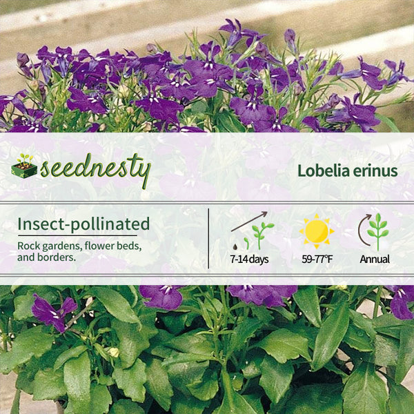 Rapid Blue Lobelia Seeds