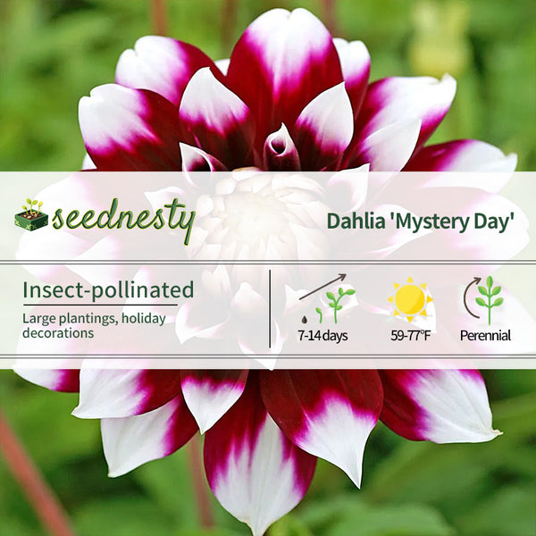 Dahlia Mystery Day Dinner Plate Dahlia Seeds