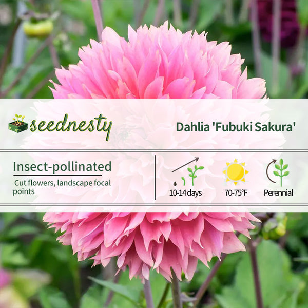 Fubuki Sakura Fimbriata Dahlia Seeds
