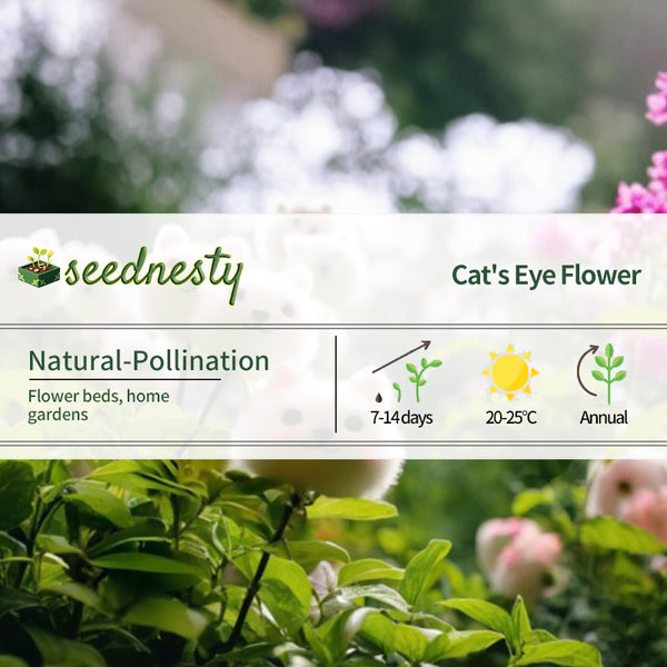 Amazing Plants! Cat's Eye Dazzle×Kitten