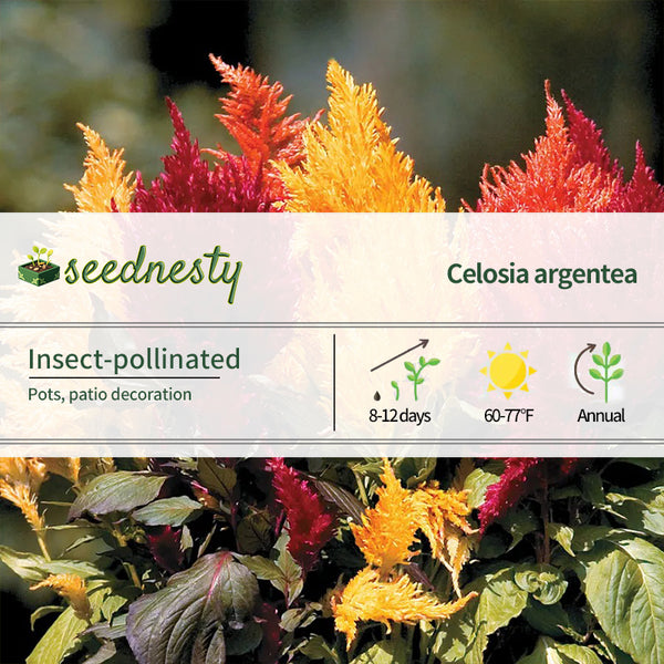Fresh Look Mix Celosia Seeds