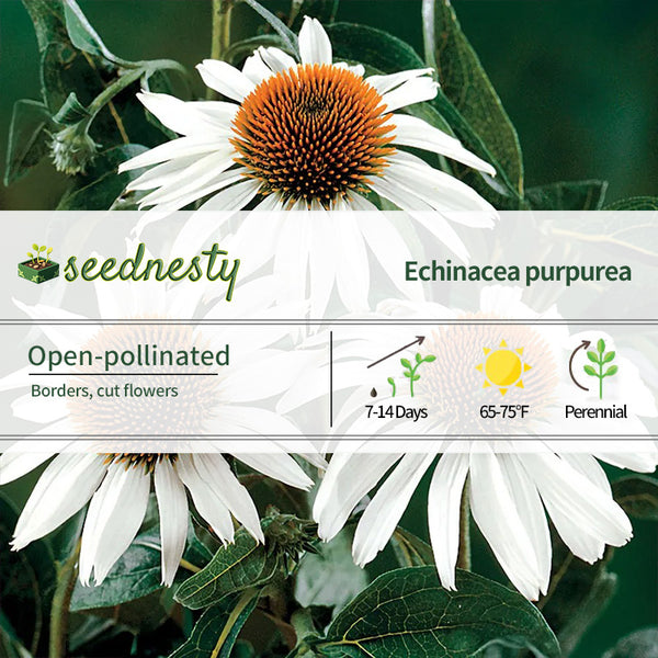 White Swan Coneflower Seeds