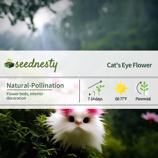Cat's Eye Dazzle Flower×cute Pink Flower