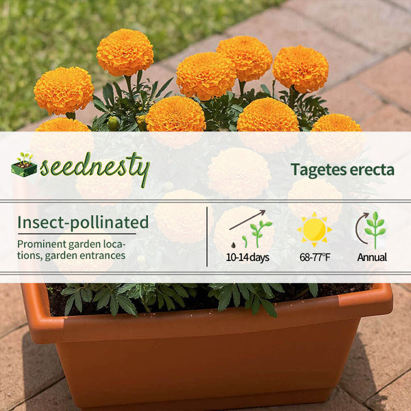 Large Orange Marigold Flowers Seeds