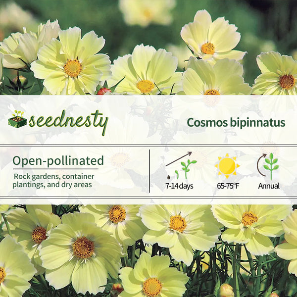 Xanthos Cosmos Seeds