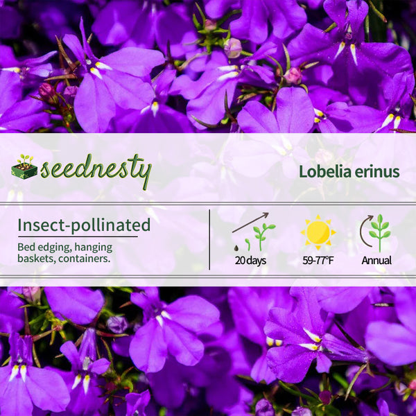 Crystal Palace Lobelia Seeds