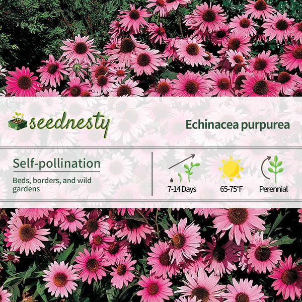 Bravado Purple Coneflower Seeds