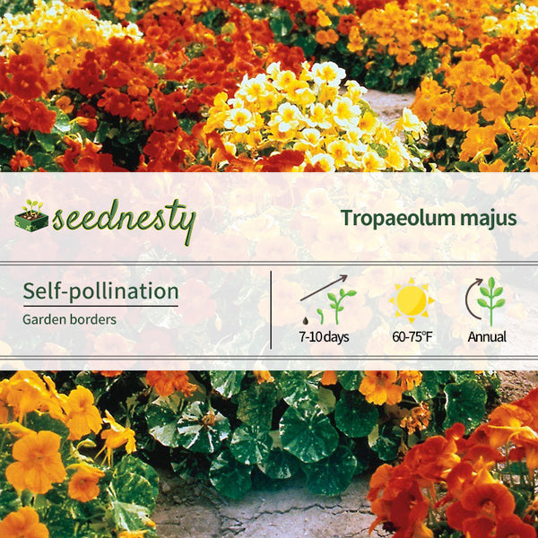 Alaska Nasturtium Seeds