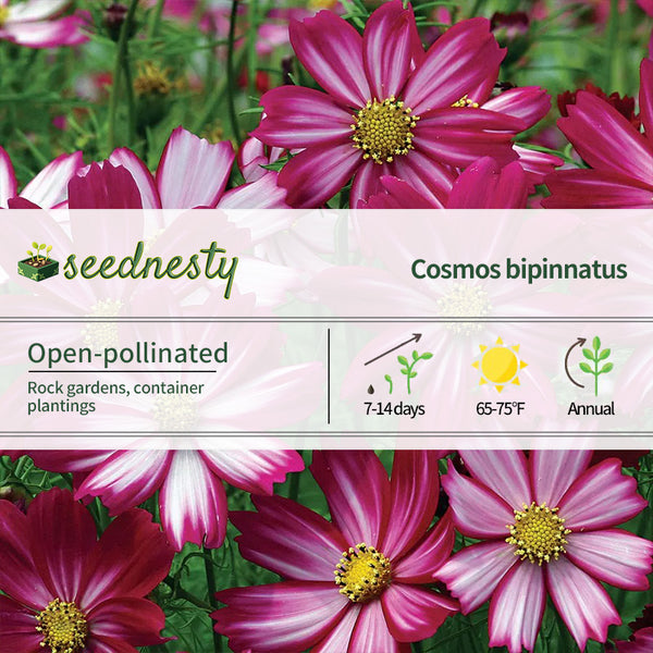 Peppermint Candy Cosmos Seeds