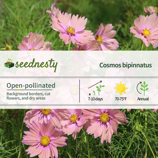 'Apricotta' Cosmos Seeds