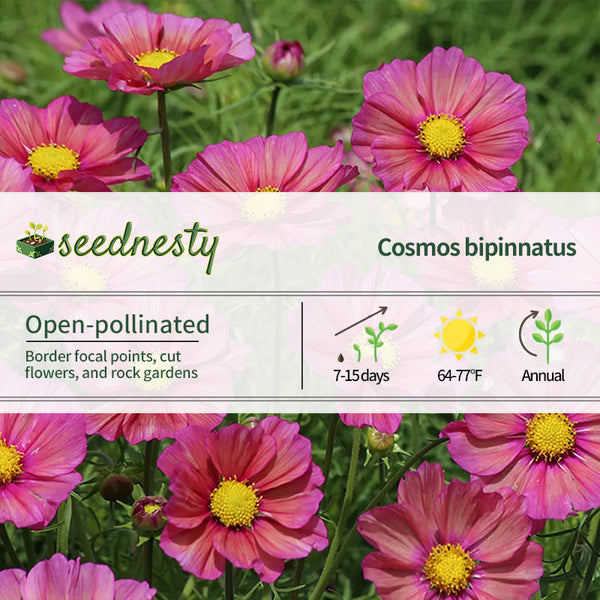 'Xsenia' Cosmos Seeds