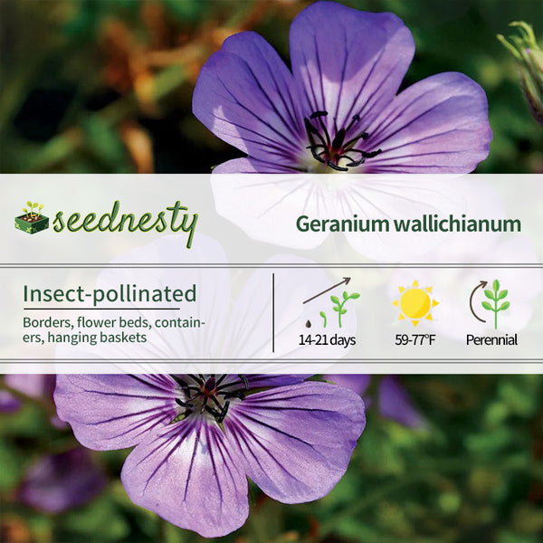 Geranium 'Havana Blues' Seeds