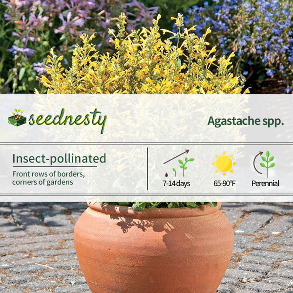Agastache Arizona Sun Hyssop Seeds