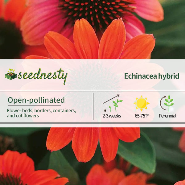 Echinacea Sombrero Hot Coral Coneflower Seeds