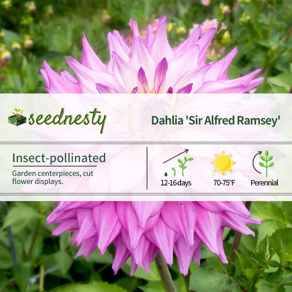 Dahlia Sir Alfred Ramsey Dinner Plate Dahlia Seeds