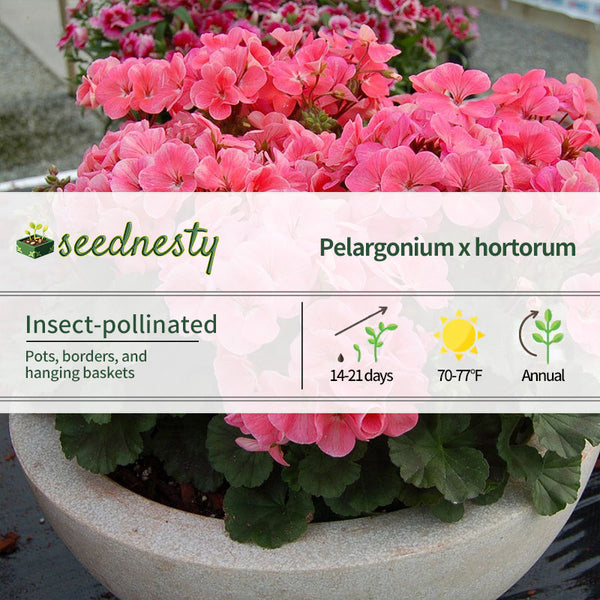 Geranium Nano Salmon Seeds