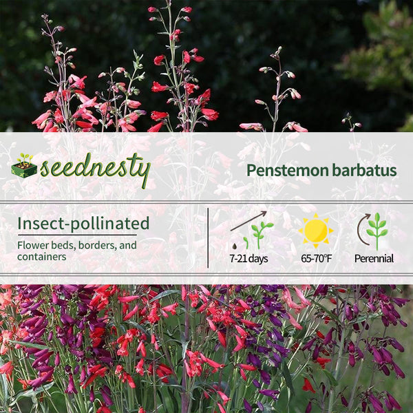 Twizzle Mix Penstemon Seeds