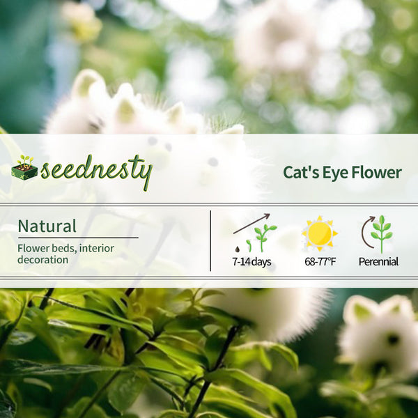 Amazing Plants!Cat's eye dazzle×Cute Pig