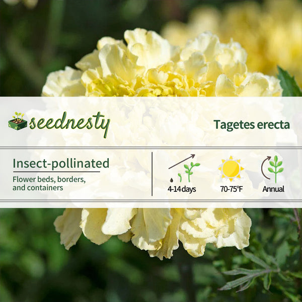 Sugar & Spice White Marigold Seeds