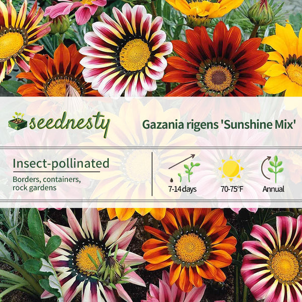 Sunshine Mix Gazania Seeds