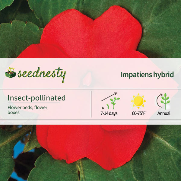 Accent Premium Red Hybrid Impatiens Seeds