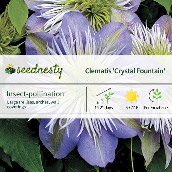 Crystal Fountain Clematis Seeds