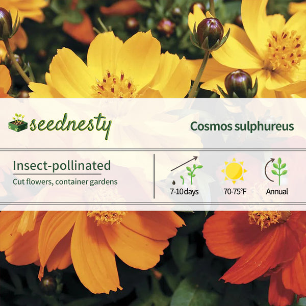 Cosmic Mix Cosmos Seeds