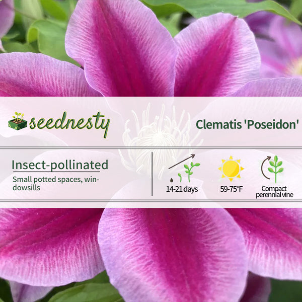 Clematis 'Ernest Markham'