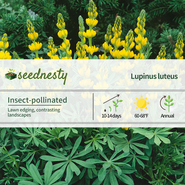 Golden Yellow Annual Lupine Seeds