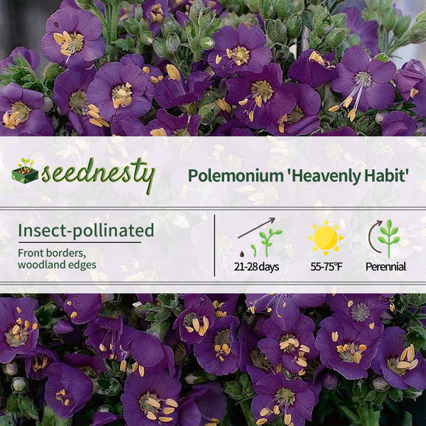 'Heavenly Habit' Polemonium Seeds