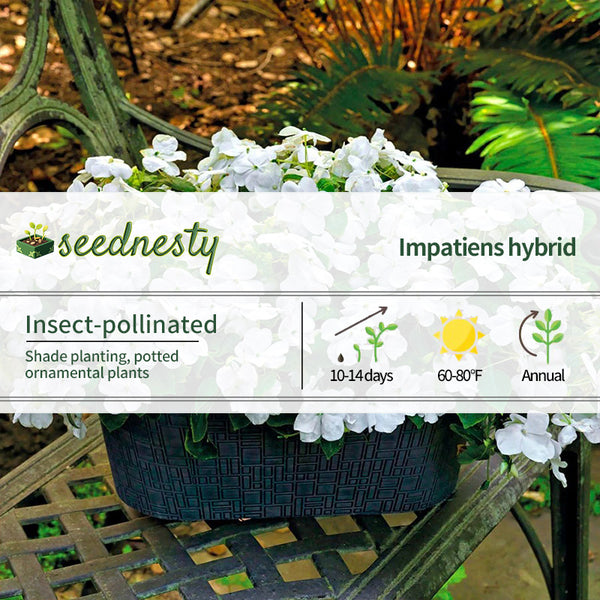 Shady Lady II White Hybrid Impatiens Seeds