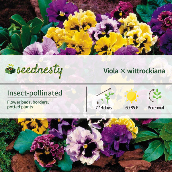 Flirty Skirts Mix Pansy Seeds