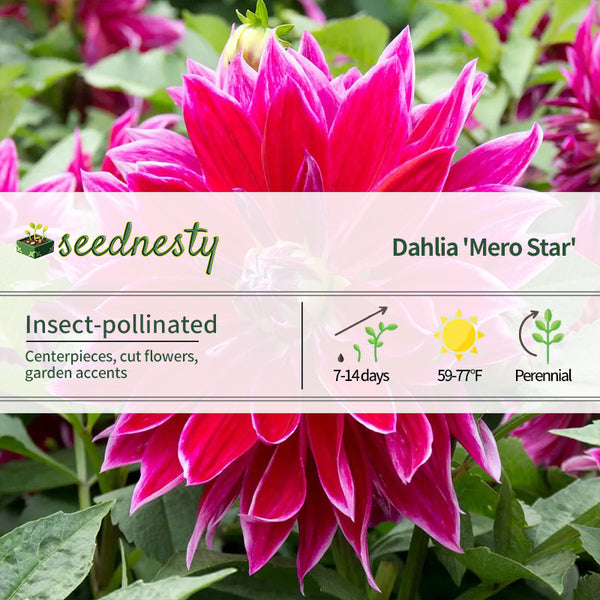 Dahlia Mero Star Decorative Dahlia Seeds