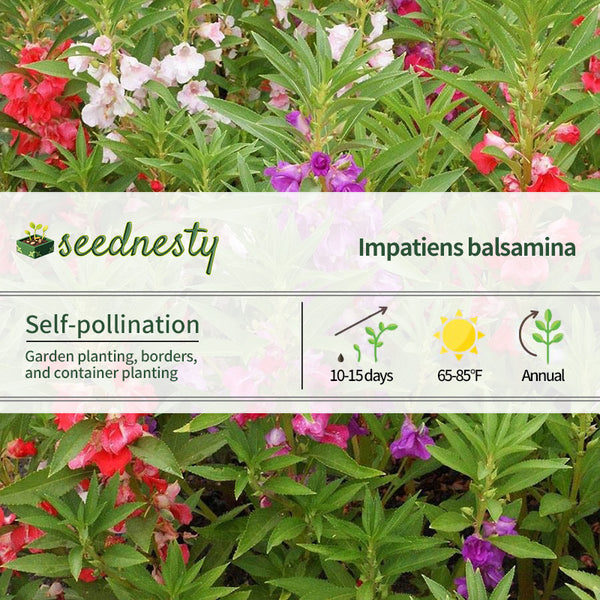 Balsam 'Camellia Flowered Mix' Impatiens Seeds