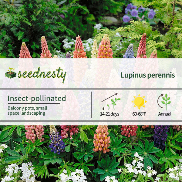 Minarette Dwarf Russell Lupine Mix Seeds